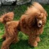 Poodle Red Toy Poodle