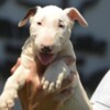 Bull Terrier Standard Bull Terrier – Beautiful Female for Sale