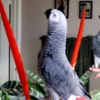 African Grey Parrot Hand-fed Congo African Grey Parrots