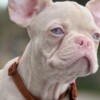 French Bulldog Pink French Bulldog Puppies