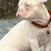 French Bulldog Pink French Bulldog Puppies
