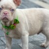 French Bulldog Pink French Bulldog Puppies
