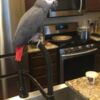 African Grey Parrot African Grey Parrots raedy Now