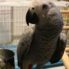 African Grey Parrot African Grey Parrots raedy Now