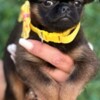 Griffon Bruxellois Brussels Griffon male puppies for sale