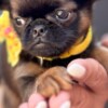 Griffon Bruxellois Brussels Griffon male puppies for sale