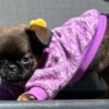 Griffon Bruxellois Brussels Griffon male puppies for sale