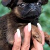 Griffon Bruxellois Brussels Griffon male puppies for sale