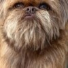 Griffon Bruxellois Brussels Griffon male puppies for sale