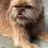 Griffon Bruxellois Brussels Griffon male puppies for sale