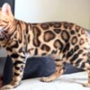 Bengal Bengal kittens for sale