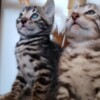 Bengal Bengal kittens for sale