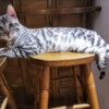 Bengal Bengal kittens for sale