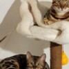 Bengal Bengal kittens for sale