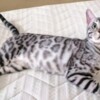 Bengal Bengal kittens for sale