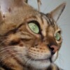 Bengal Bengal kittens for sale