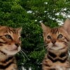 Bengal Bengal kittens for sale