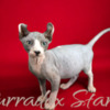 Sphynx Sphynx Kittens For Sale