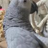 African Grey Parrot Lovely African Grey Parrots Available