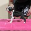 Boston Terrier Boston Terrier Puppies for Sale