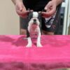 Boston Terrier Boston Terrier Puppies for Sale