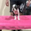 Boston Terrier Boston Terrier Puppies for Sale