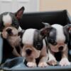 Boston Terrier Boston Terrier Puppies for Sale