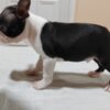 Boston Terrier Boston Terrier Puppies for Sale