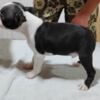 Boston Terrier Boston Terrier Puppies for Sale