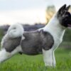 American Akita American Akita puppies