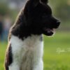 American Akita American Akita puppies