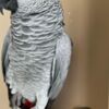 African Grey Parrot Female African Grey Parrots for Sale