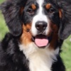 Bernese Mountain Dog Bernese Mountain Dog