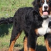 Bernese Mountain Dog Bernese Mountain Dog