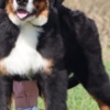 Bernese Mountain Dog Bernese Mountain Dog