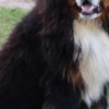 Bernese Mountain Dog Bernese Mountain Dog