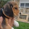 Beagle Beagle puppies