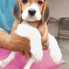 Beagle Beagle puppies