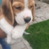 Beagle Beagle puppies