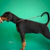 Doberman Pinscher Doberman puppies for sale