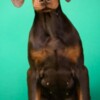 Doberman Pinscher Doberman puppies for sale