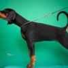 Doberman Pinscher Doberman puppies for sale