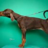 Doberman Pinscher Doberman puppies for sale