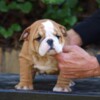 Bulldog English Bulldog Beautiful Puppies