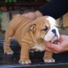 Bulldog English Bulldog Beautiful Puppies