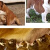 Bulldog English Bulldog Beautiful Puppies