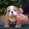 Bulldog English Bulldog Beautiful Puppies