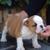 Bulldog English Bulldog Beautiful Puppies