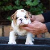 Bulldog English Bulldog Beautiful Puppies