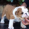 Bulldog English Bulldog Beautiful Puppies